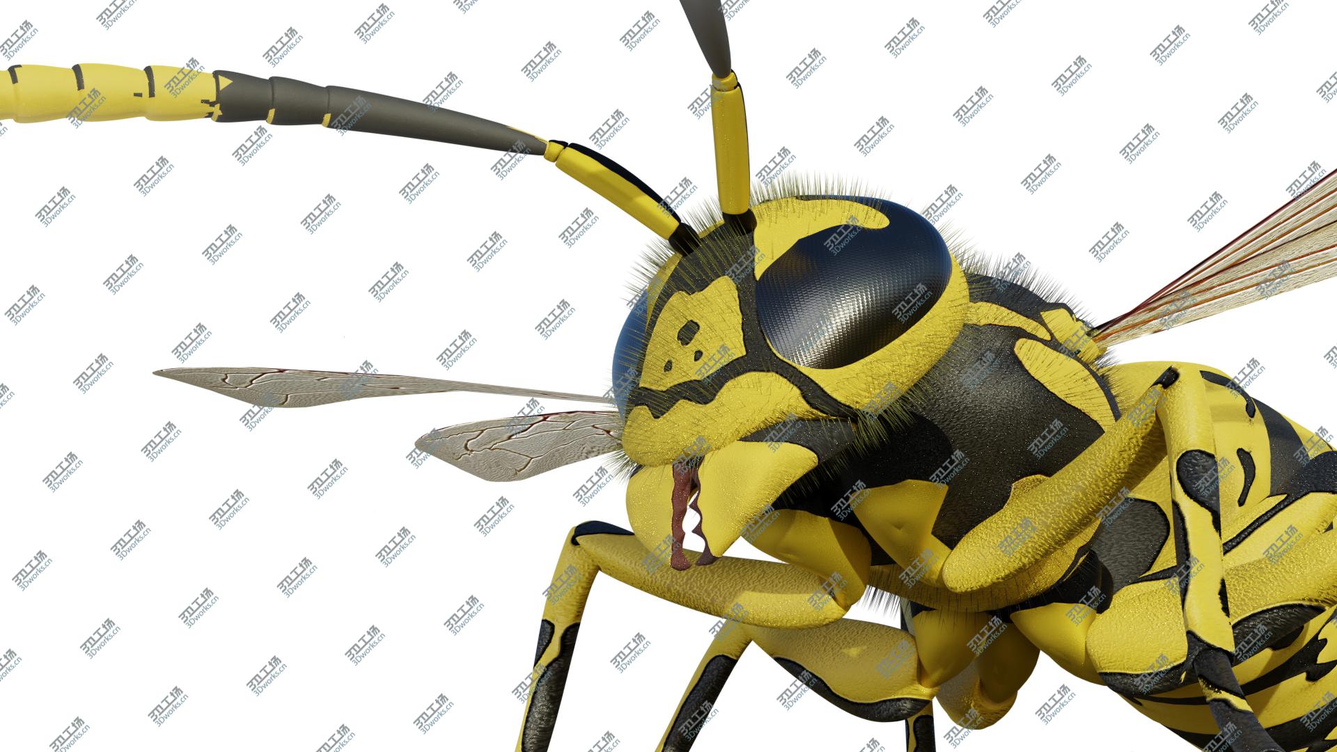 images/goods_img/2021040232/Wasp 3D/3.jpg